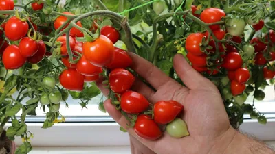 Владимирским садоводам рассказали, какие сорта помидоров не требуют много  ухода - Новости Владимира :: ГТРК Владимир