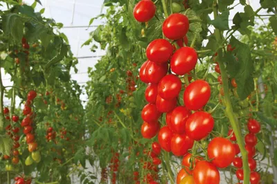 Какие томаты легче выращивать? | \"СЕМЕНА-БАЗА.РФ\" интернет-магазин в  Волгограде