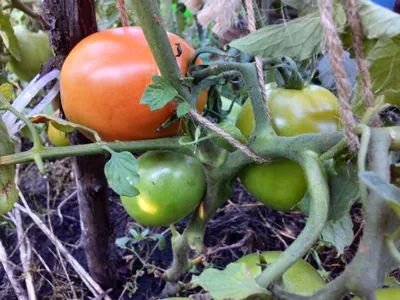 5 лучших сортов томатов в этом сезоне: какой дал помидоры по 600 г в  открытом грунте | уДачный проект | Дзен
