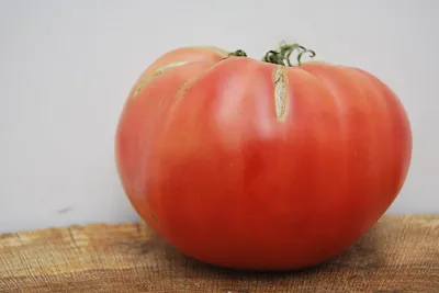 Семена томат безрассадный 20 | Купить в Есике | Цены на Satu.kz