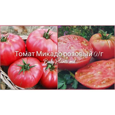 Томат Микадо розовый 0.1 г Gl Seeds - купить по лучшей цене в  Днепропетровской области от компании \"Agroretail.com.ua\" - 521710125