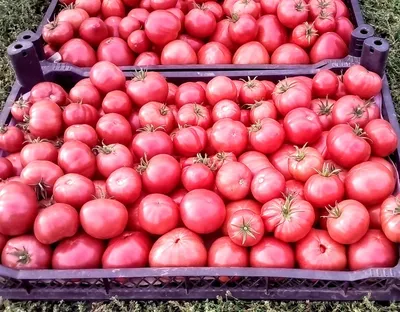 Томат Микадо Розовый Tomato Mikado Pink - купить семена овощей с доставкой  по Украине в магазине Добродар