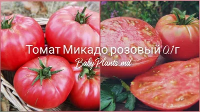 Микадо, розовый - семена томата, 0.15 г, GL Seeds - Купить в Украине и Киеве