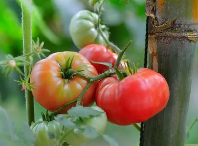 Семена томатов Микадо розовый (Аэлита) — купить в интернет-магазине по  низкой цене на Яндекс Маркете