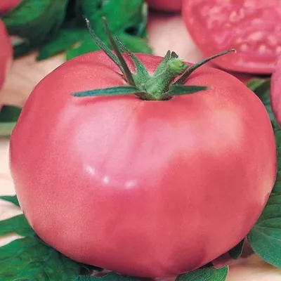 Tomato Mikado: characteristics and description of the variety, yield with  photo