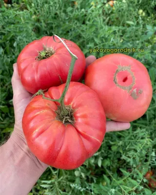 Микадо розовый - М — сорта томатов - tomat-pomidor.com - отзывы на форуме |  каталог