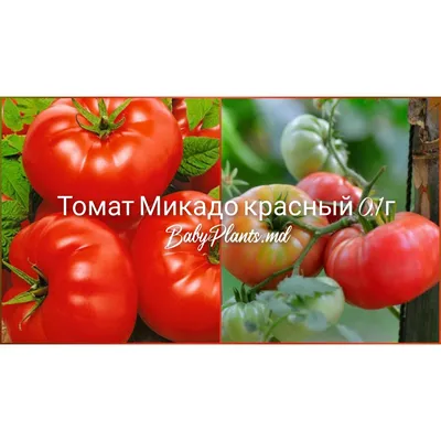 Купить Семена томатов Микадо красный 0,1 г, Яскрава с доставкой по Украине  в интернет-магазине Агронабор - 615881826