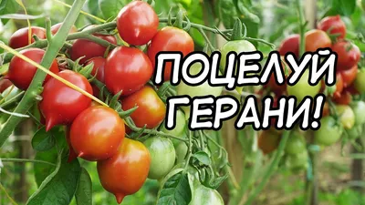 Семена томата Поцелуй герани (картофельный лист) с доставкой