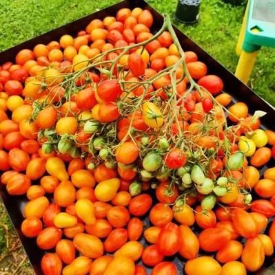 Томаты томатов - купить по выгодным ценам в интернет-магазине OZON  (810106007)