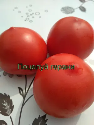 Поцелуй Герани-2 — Geranium Kiss-2 помидоры — Продукция агроусадьбы Помяна