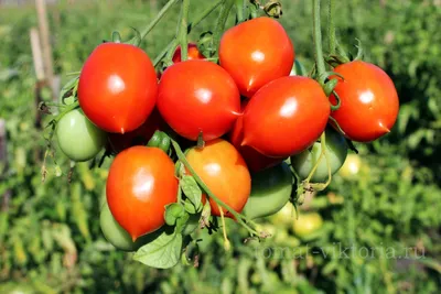 Томат Поцелуй герани (Geranium Kiss)