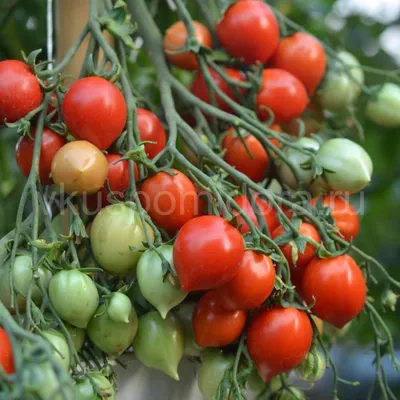 Томат Поцелуй герани – Geranium Kiss – великолепный, ранний, отличного вкуса