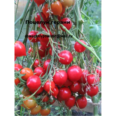 Купить семена томата сорт Поцелуй герани (Geranium Kiss)