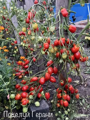 Поцелуй Герани Жёлтый ( Yellow Geranium Kiss, США)