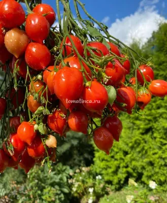 Семена Томат Поцелуй Герани купить в Кузнецке | Товары для дома и дачи |  Авито