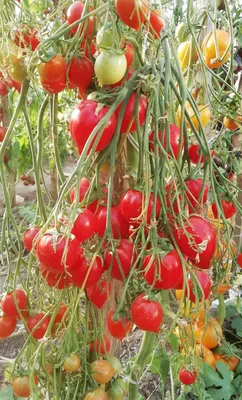 Купить семена Поцелуй герани (Geranium Kiss) : фото, описание