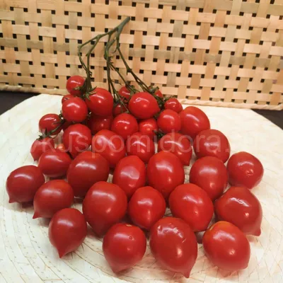 Поцелуй герани (Geranium Kiss ) | Семена редких сортов томатов
