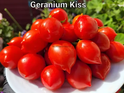 Поцелуй герани (Geranium Kiss) - П — сорта томатов - tomat-pomidor.com -  отзывы на форуме | каталог