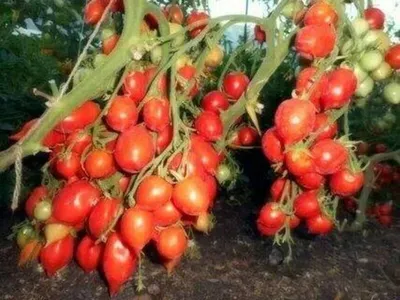 Томат Поцелуй герани (Geranium Kiss)