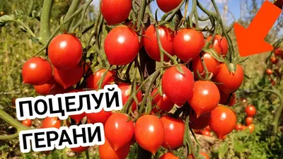 семена томата Поцелуй герани, купить за 18.00 грн. :: Rastim