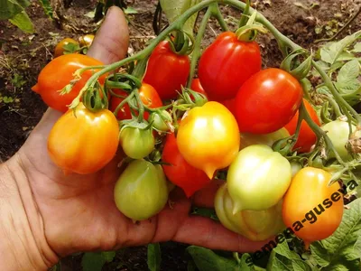 Томаты г. Мосты, Беларусь on Instagram: \"🍅 Томат Поцелуй герани (Geranium  Kiss). Сорт относится к разновидности черри. Низкорослый сорт томата  детерминантного типа в открытом грунте вырастает не выше 50 см, в закрытых