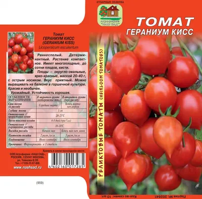 Если ещё не сажали томат Поцелуй Герани, обязательно посадите! (Это мое  мнение.) | Дачница Подмосковья | Дзен