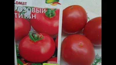 Семена Томат \"Титан розовый\", 20 шт (10226927) - Купить по цене от 13.60  руб. | Интернет магазин SIMA-LAND.RU