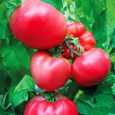 Семена томат Сады Урала Титан розовый 50107 1 уп. - отзывы покупателей на  Мегамаркет