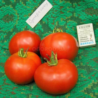 tomattitanrozovyj