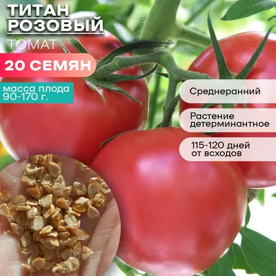Семена томата Титан | Сравнить цены и купить на Prom.ua