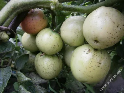 Семена томата «Розовый Титан», ТМ OGOROD - 200 семян купить недорого в  интернет-магазине семян OGOROD.ua