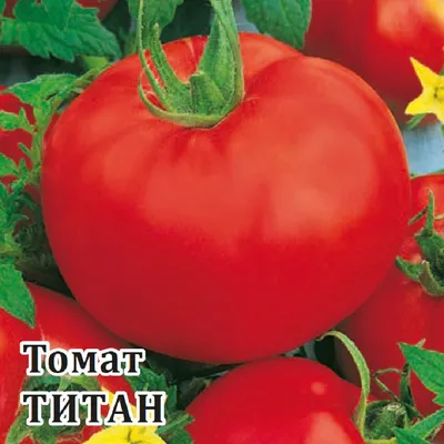 Купить семена Томат Бифселлер розовый (М-12) F1 1 гр в Волгограде c  доставкой по России - «АгроОнлайн»