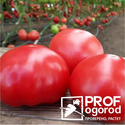 Семена томат агроуспех розовый | Купить в Казахстане | Цены на Satu.kz