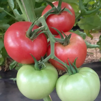 Семена \"Агроуспех\" - томат \"Титан\" - «Выращиваем помидоры для себя. » |  отзывы