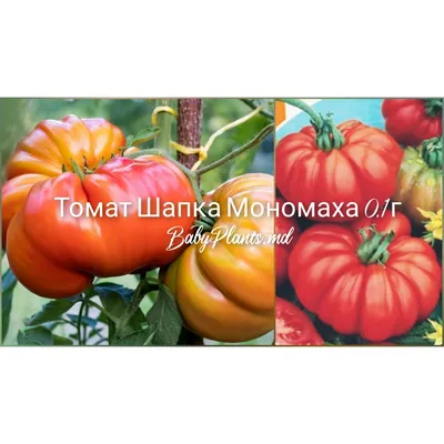 Cumpărați Томат Шапка Мономаха 0.1 г la 11 MDL de la producător