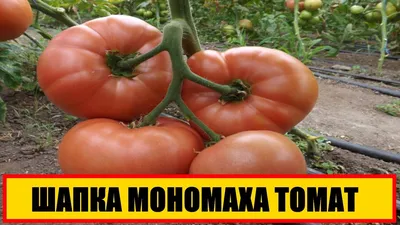 Томат Шапка Мономаха(семена) за 62 ₽ купить в интернет-магазине ПСБ Маркет  от Промсвязьбанка