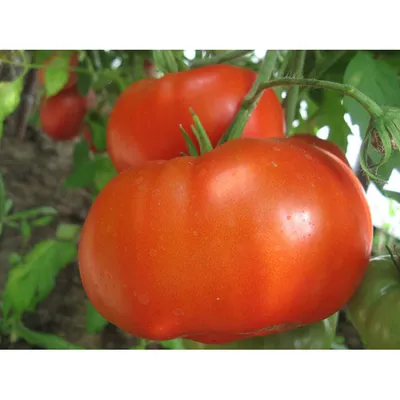 Томаты Сибирский сад томат - купить по выгодным ценам в интернет-магазине  OZON (787537188)
