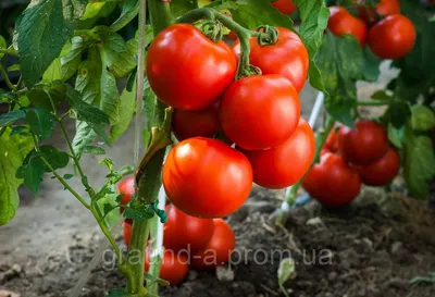 ▻ Семена томата (помидоров) Таня F1 ─ купить в интернет магазине в Украине