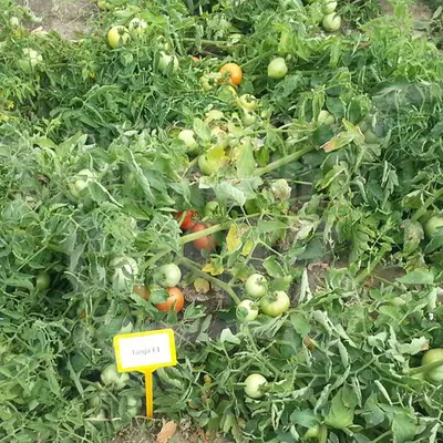 ᐉ Семена томатов Таня F1 / Tanya F1,75-80 дней купить по цене [620 грн.] в  Украине