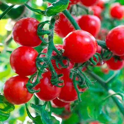 Tanya – Determinate tomato with exquisite sweet taste | EzyAgric