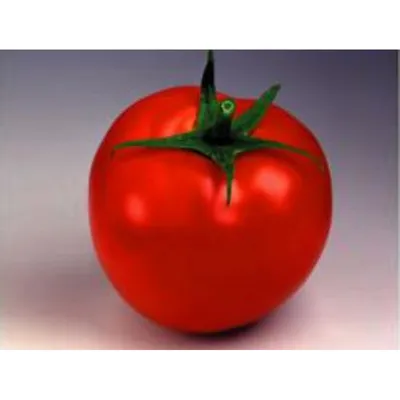 Томаты семена_томат_агрос_таня - купить по выгодным ценам в  интернет-магазине OZON (1167085710)