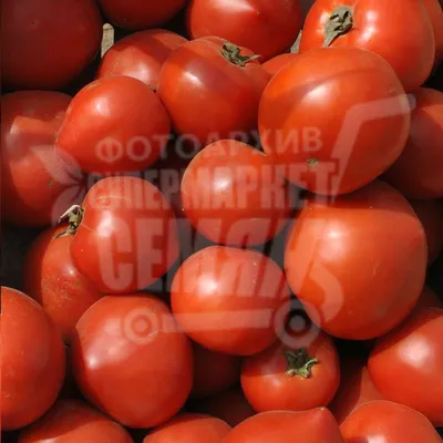Семена овощей томат Таня F1 по цене 45 ₽/шт. купить в Ставрополе в  интернет-магазине Леруа Мерлен