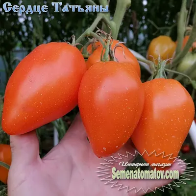 Семена томатов Таня F1 10уп BoriNat 83823869 купить за 689 ₽ в  интернет-магазине Wildberries