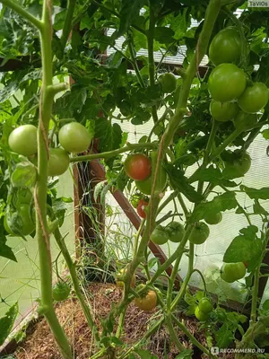 Tomatoes Tanya F1 | Detailed description, photo , growing, buy
