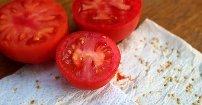 Brandywine Tomato | Tanya E | Flickr