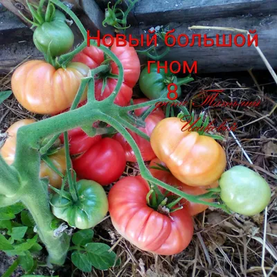 Tomato Bruschetta — TANYA HEATHCOTE