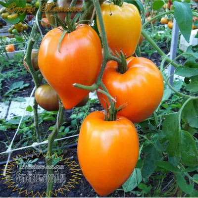 томаты #помидорывтеплице #урожайныйогород #эксперемент #интересныйфак... |  TikTok
