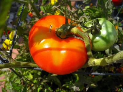How to Save Tomato Seeds Without Fermenting • Lovely Greens
