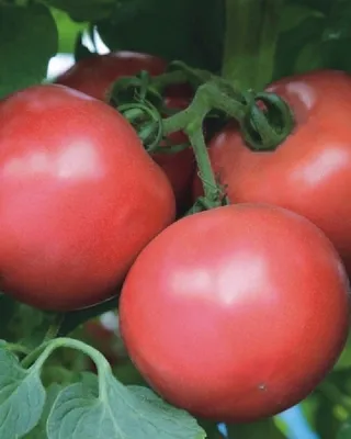 Семена томатов от Татьяны Исаковой: ОТЗЫВЫ