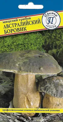 Тополь Грибы Pholiota Aegerita — стоковые фотографии и другие картинки Без  людей - Без людей, Веганство, Вегетарианское питание - iStock